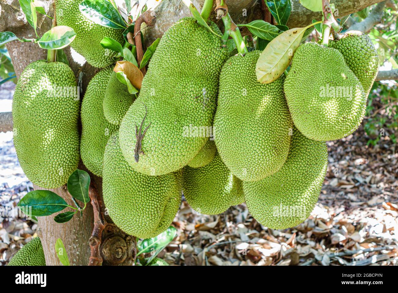 Tree tropical fruit jackfruit artocarpus heterophyllus lizard hires