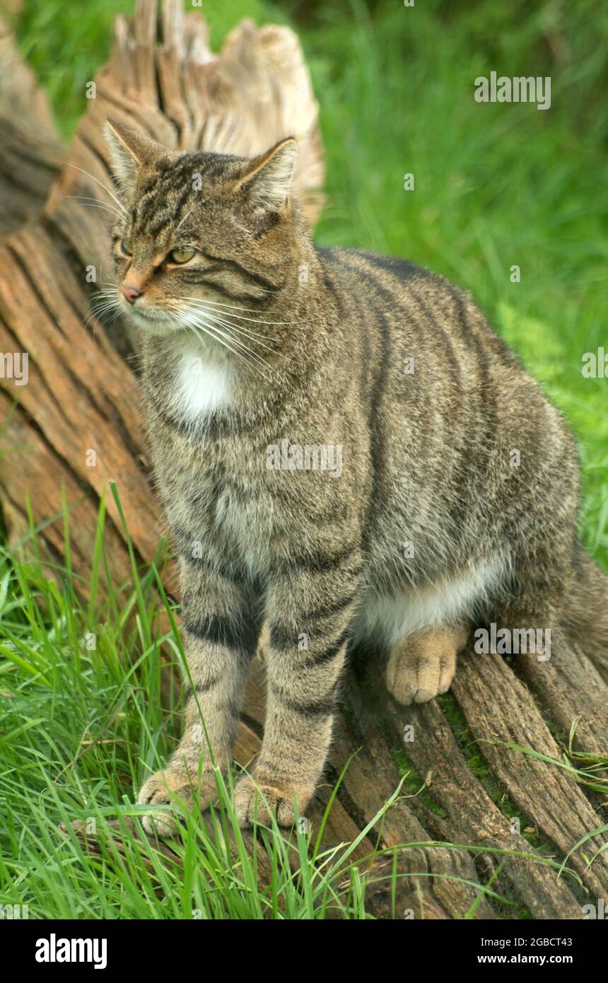 WILD CAT (Scottish) Felis Silvestris UK Stock Photo