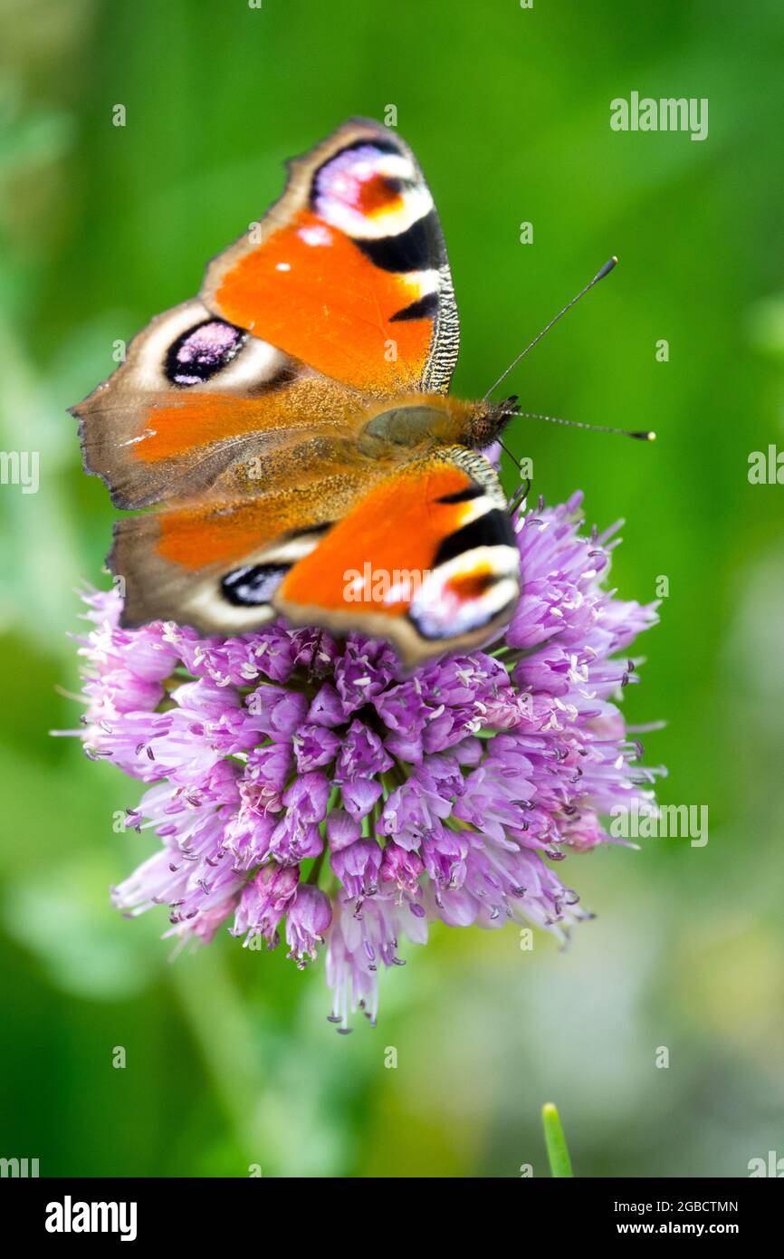 Peacock butterfly sitting on flower Allium, Aglais io butterfly Inachis io Collecting nectar Stock Photo