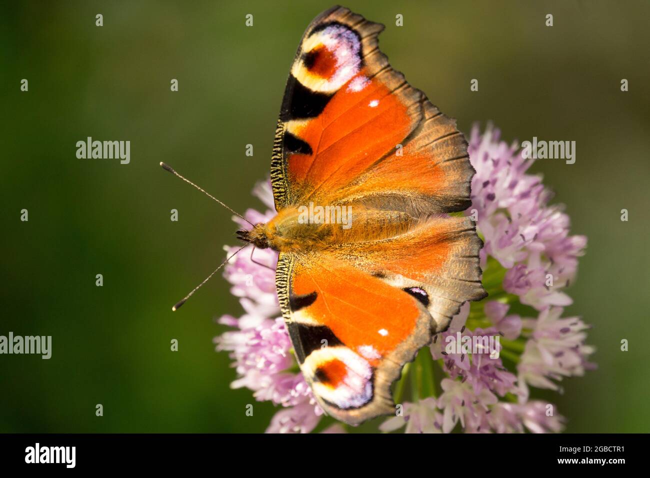 Peacock butterfly on flower Allium, Aglais io Inachis io Wings eyes Stock Photo