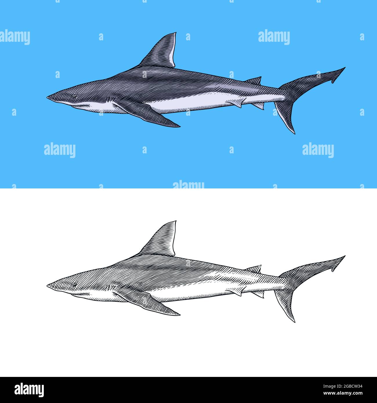 Porbeagle Shark Vs Mako