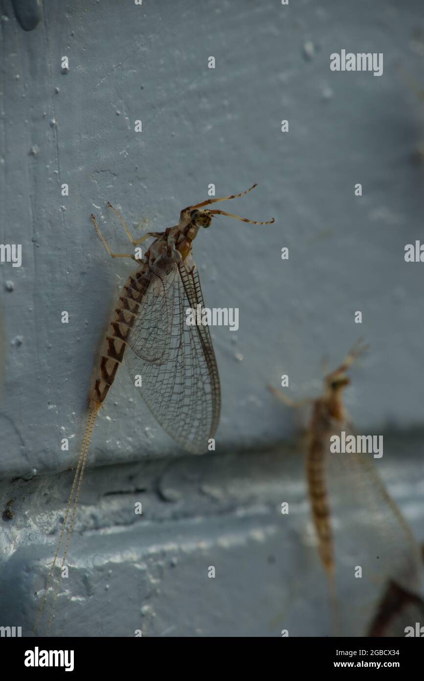 Fishflies (Mayfly) on a White Wall Stock Photo