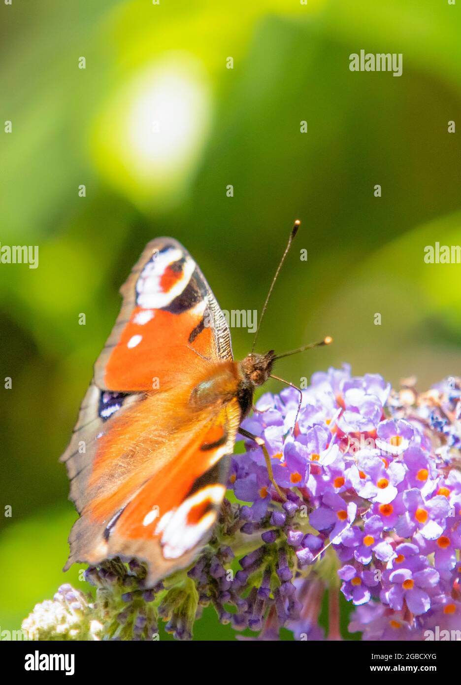 Peacock Butterfly, Aglais io, colourful insects in a British Garden, Befordshire, UK Stock Photo