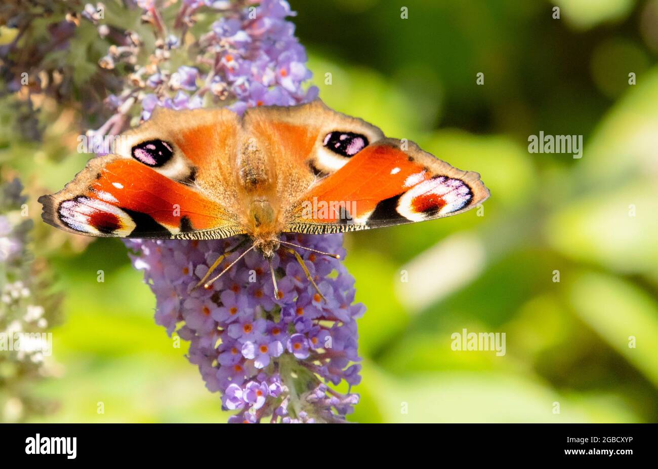 Peacock Butterfly, perched on a Buddleja in a British Garden Summer 2021 Stock Photo