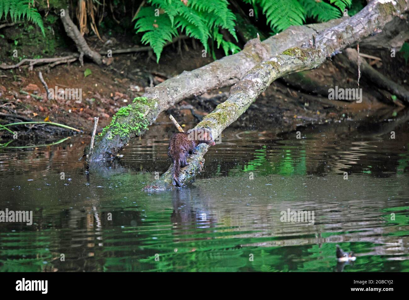 American mink fishing along the river bank Stock Photo