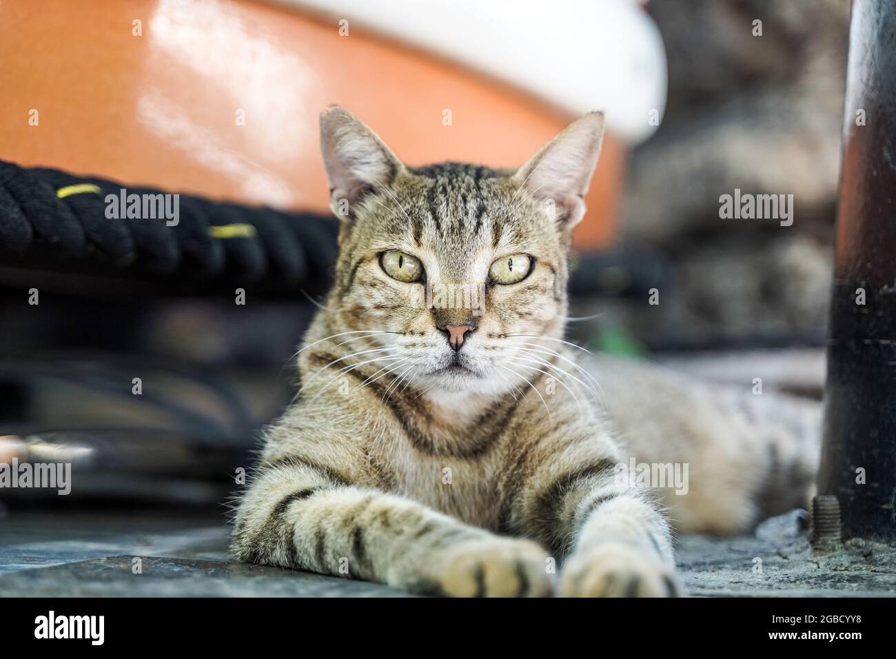 Angry cat hi-res stock photography and images - Alamy