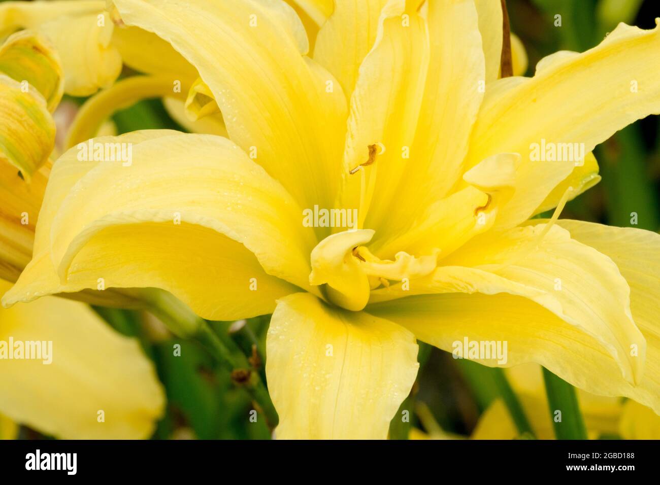 Yellow Daylily flower Hemerocallis 'Double Me' Stock Photo