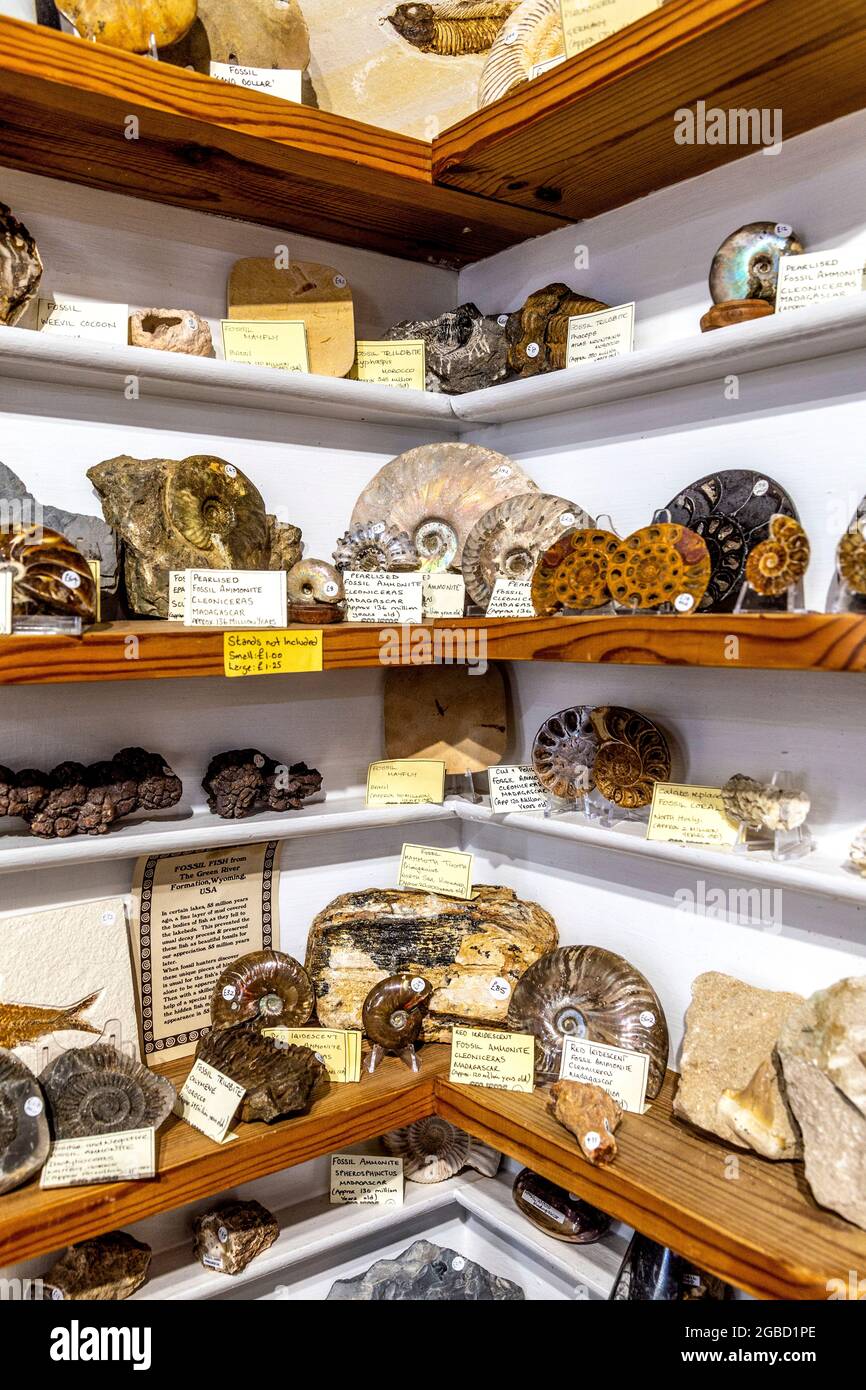 Rock and fossil shop hot sale