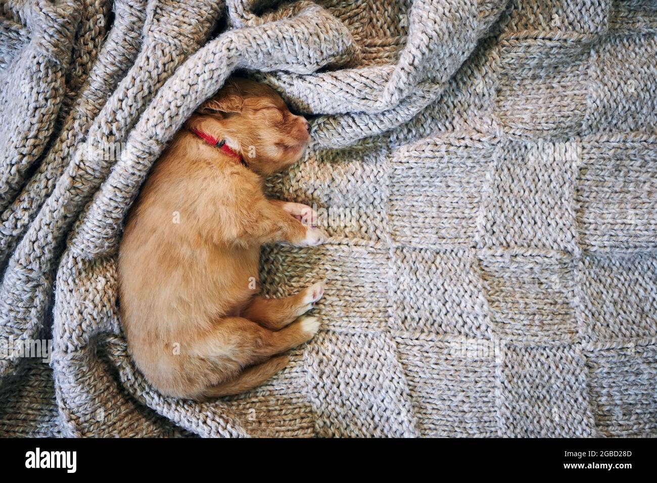 Cute dog sleeping on blanket. Purebred puppy of Nova Scotia Duck Tolling Retriever. Stock Photo