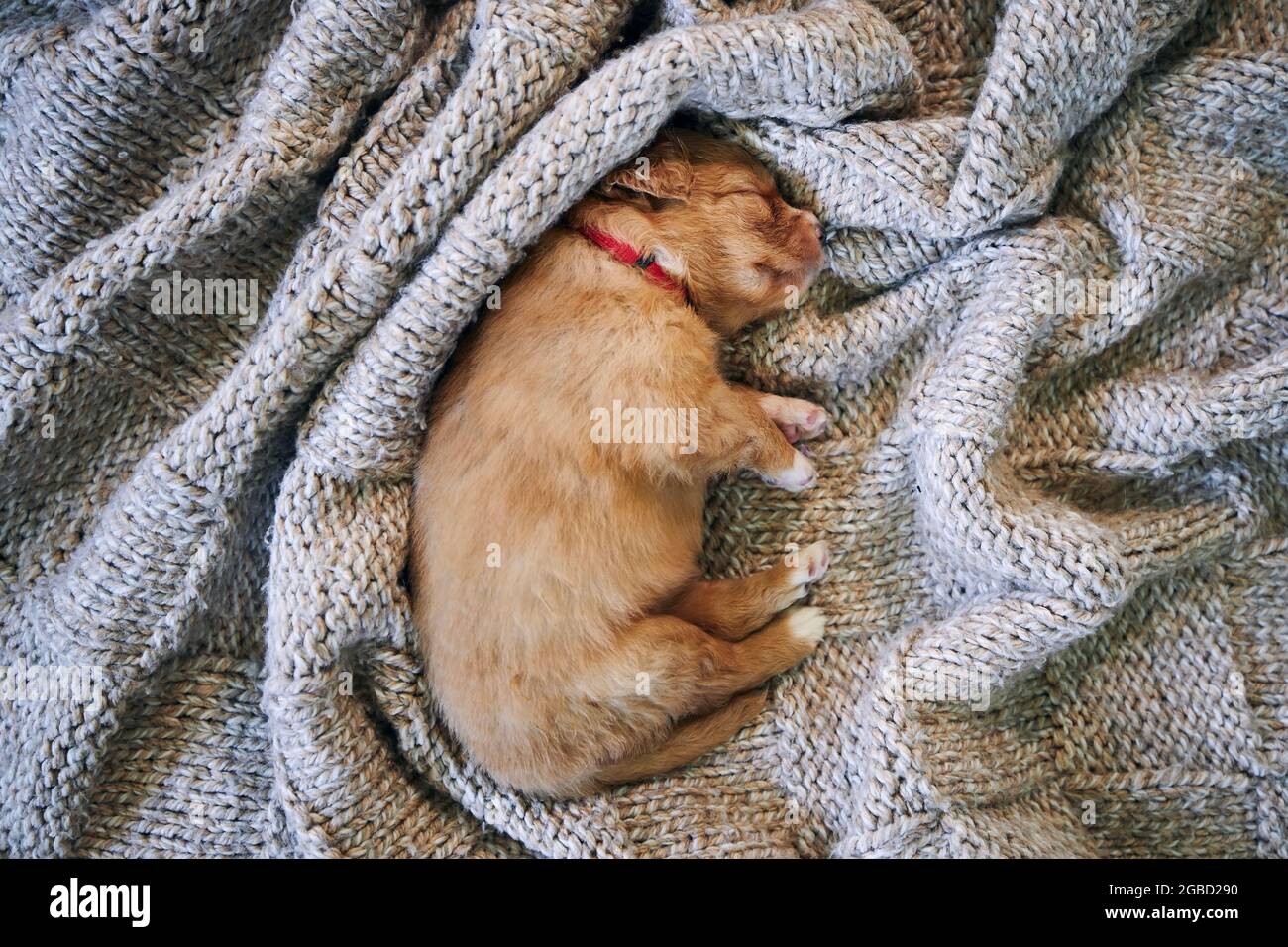 Cute dog sleeping on blanket. Purebred puppy of Nova Scotia Duck Tolling Retriever. Stock Photo
