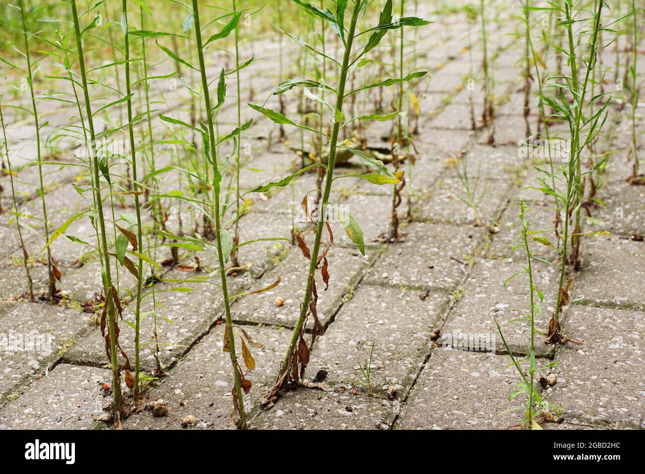 Weeds growing from the gaps between the cobblestones. Stock Photo