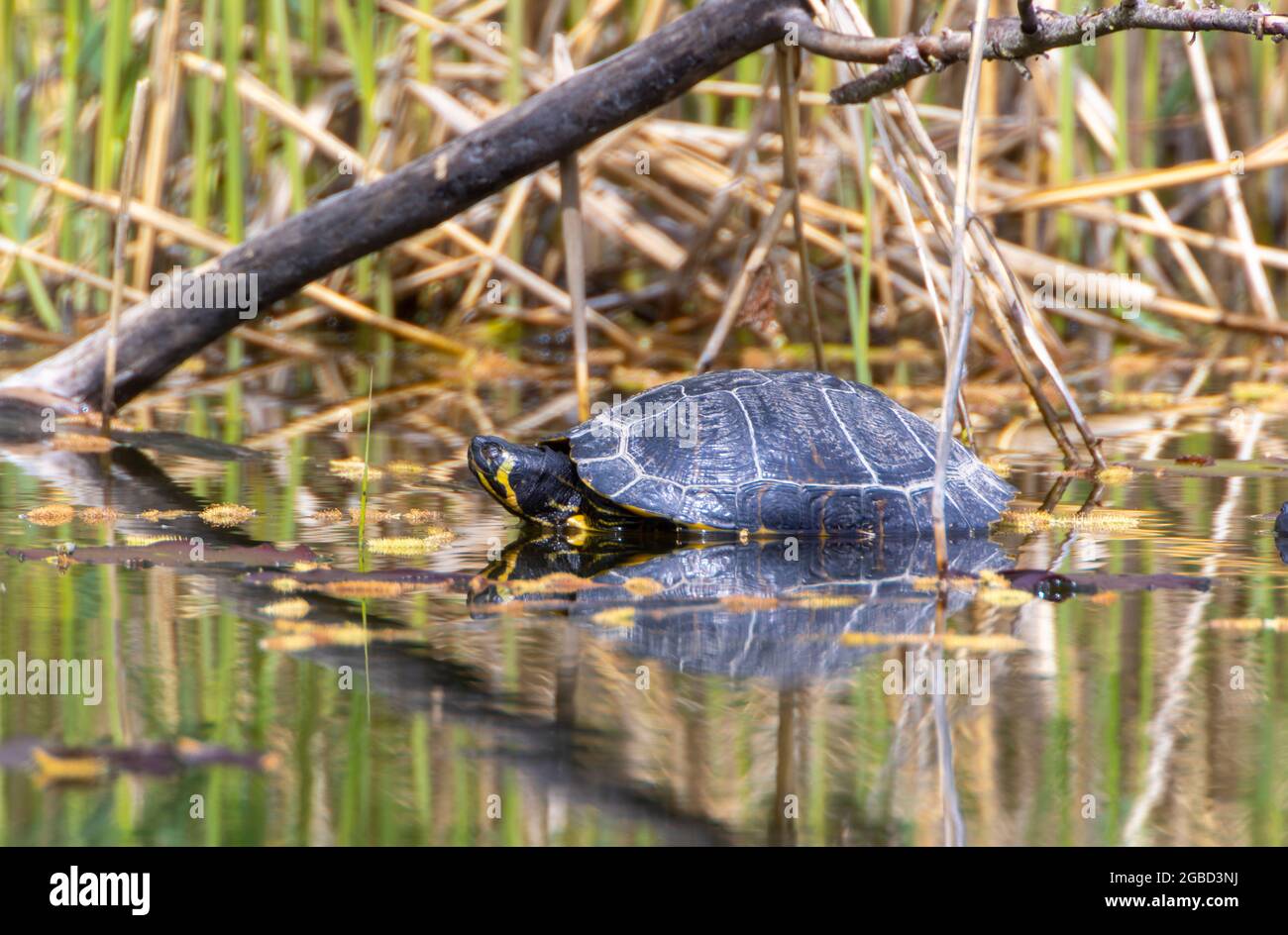 A Yellow-bellied slider (Trachemys scripta scripta) in the Ziegeleipark ...