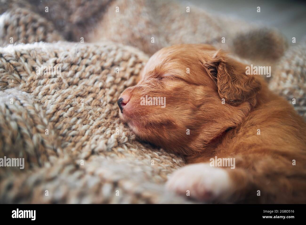 Cute dog sleeping on blanket at home. Purebred puppy of Nova Scotia Duck Tolling Retriever. Stock Photo