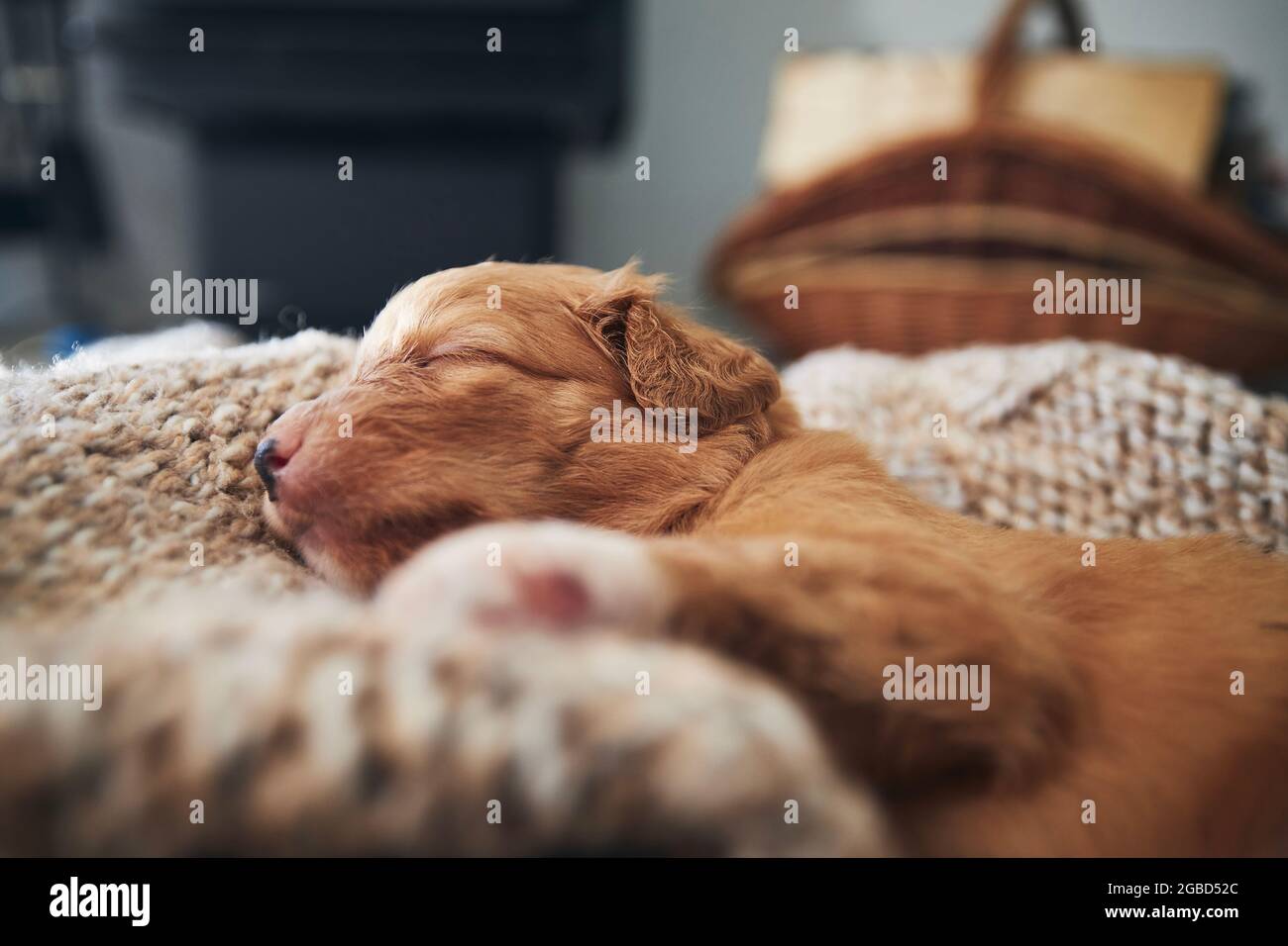 Cute dog sleeping on blanket at home. Purebred puppy of Nova Scotia Duck Tolling Retriever. Stock Photo