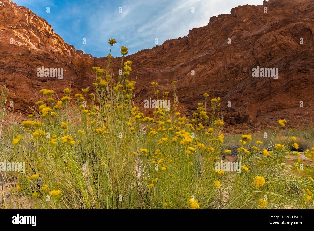 Rubber Rabbitbrush, Ericameria nauseosa, in the Lees Ferry area of Glen ...