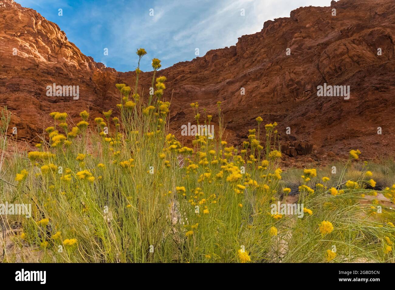 Rubber Rabbitbrush, Ericameria nauseosa, in the Lees Ferry area of Glen Canyon National Recreation Area, Arizona, USA Stock Photo