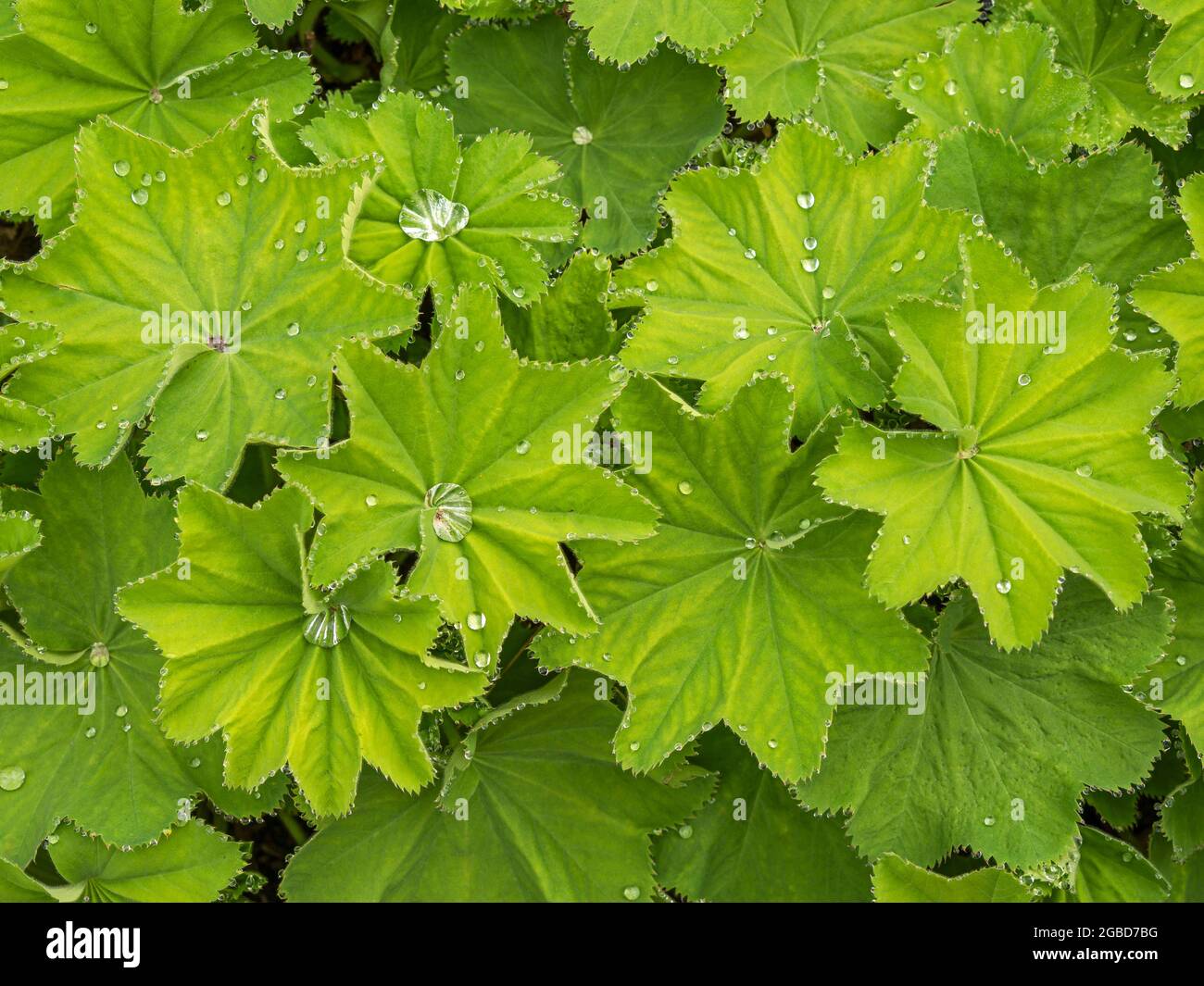 Green leaves of ladys mantle with water droplets Stock Photo
