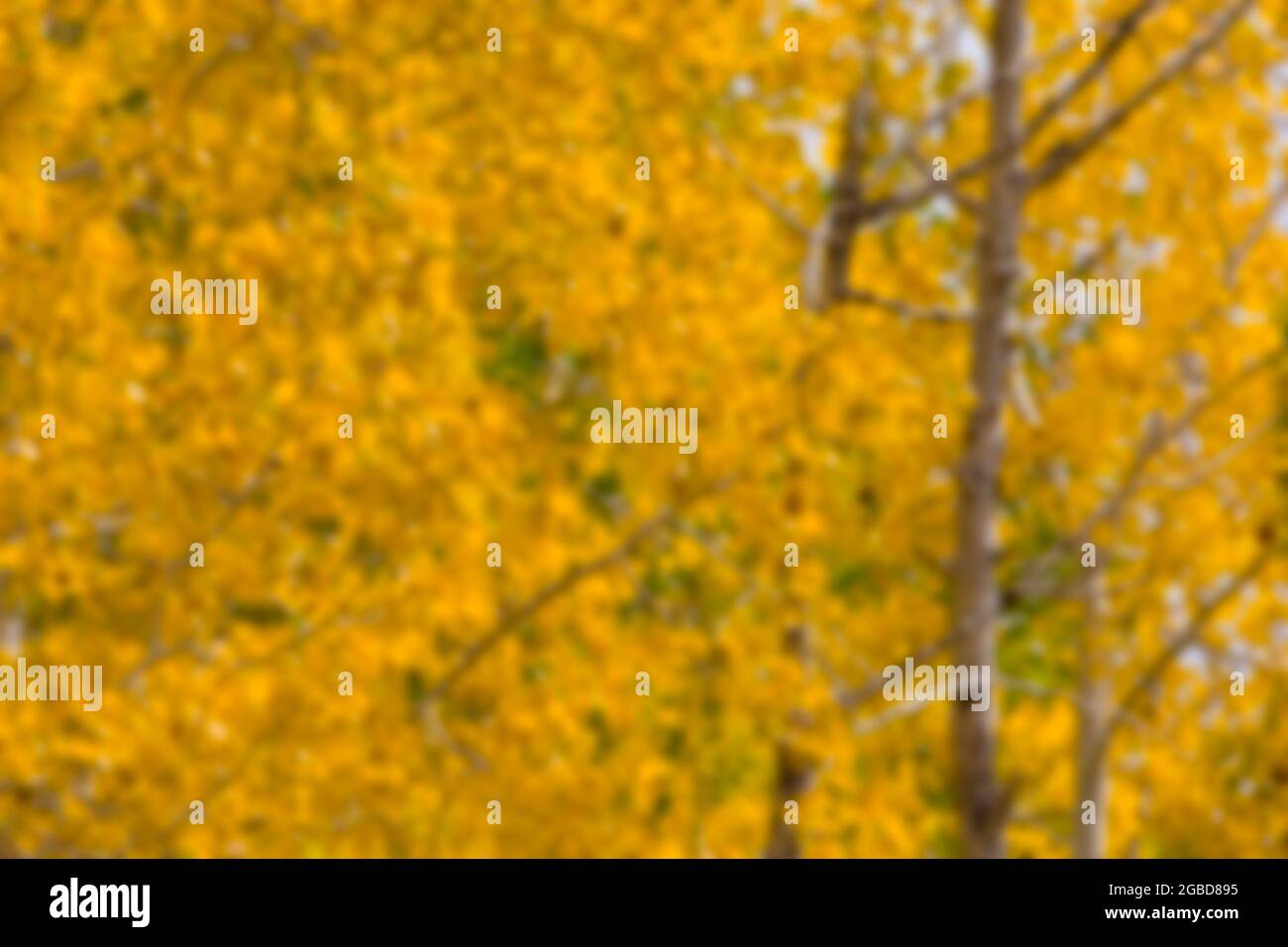 Blurred Aspen trees in Colorado for background use Stock Photo