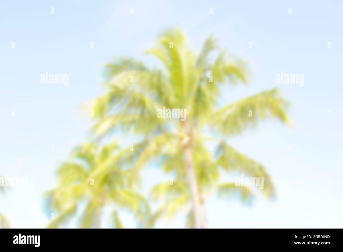 Blurred coconut palm trees for background Stock Photo