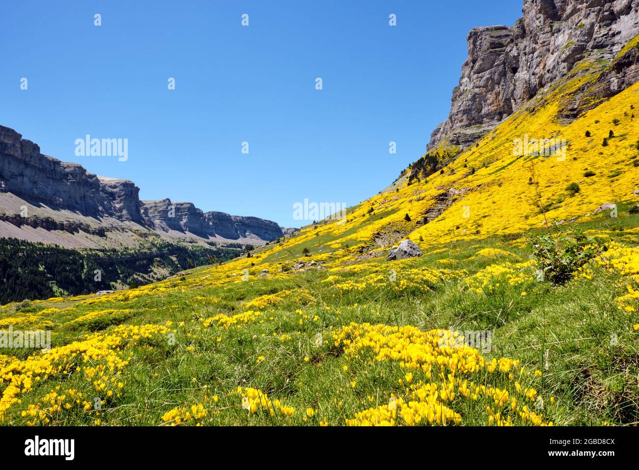 The Ordesa Valley in the spanish Pyrenees covered with beautiful flowering yellow gorse Stock Photo