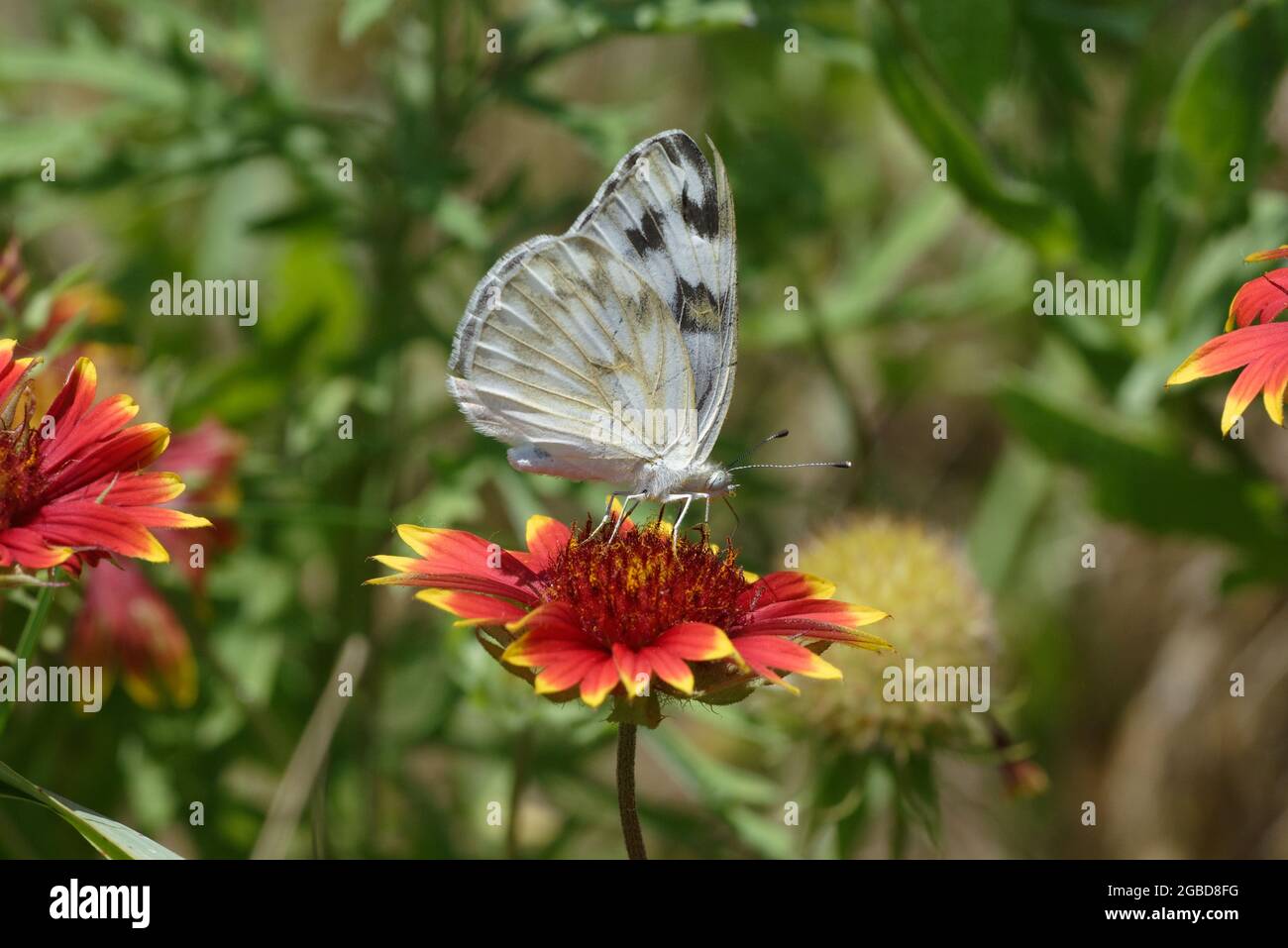 Checkered White butterfly on Indian Blanket Stock Photo