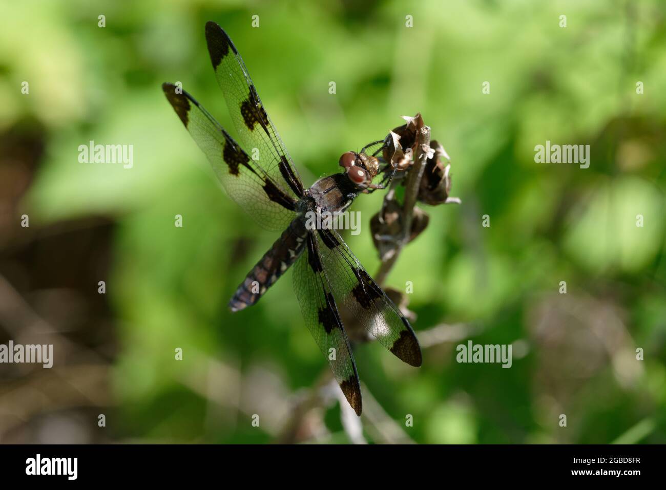 Plathemis lydia (Common Whitetail), female Stock Photo