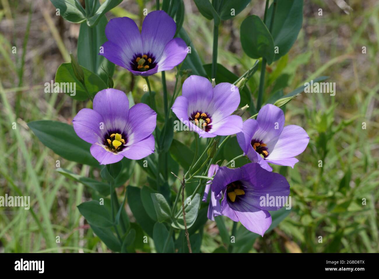 Texas bluebell wildflower hires stock photography and images Alamy