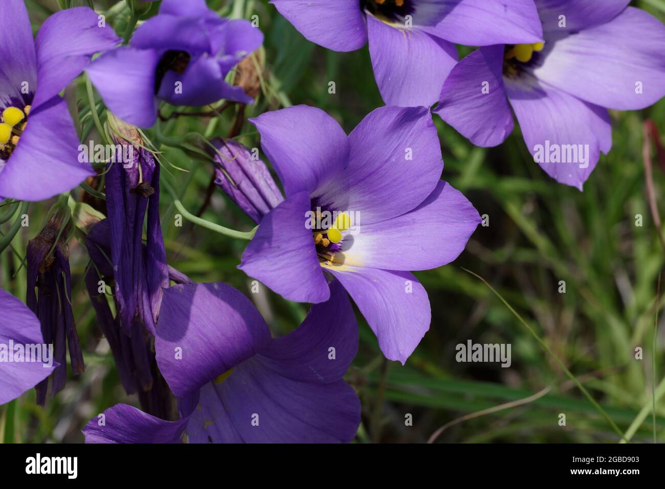 Texas bluebell wildflower hires stock photography and images Alamy