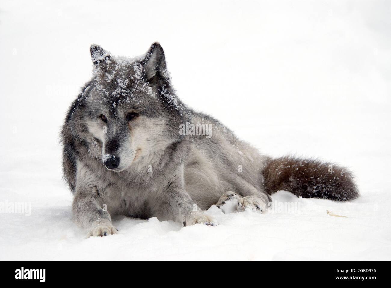 Gray Wolf, Canis lupus, West Yellowstone, Montana, USA Stock Photo - Alamy