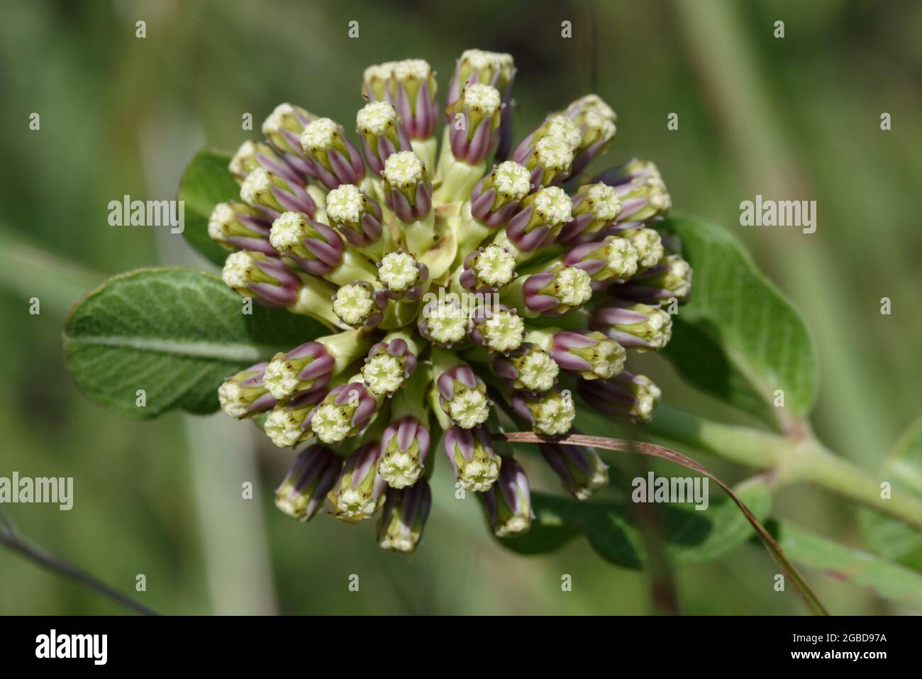 Green-flowered Milkweed, Stock Photo