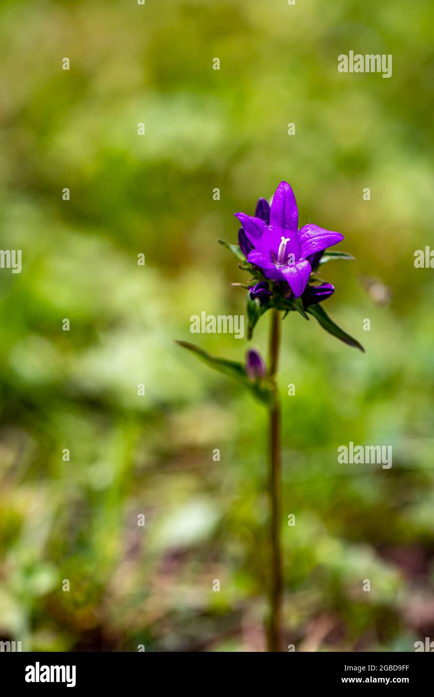 Campanula glomerata flower growing in the field, close up Stock Photo