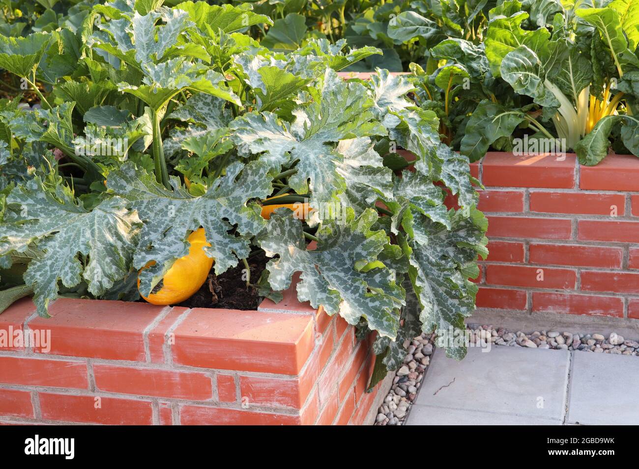 A modern vegetable garden with raised briks beds . .Raised beds