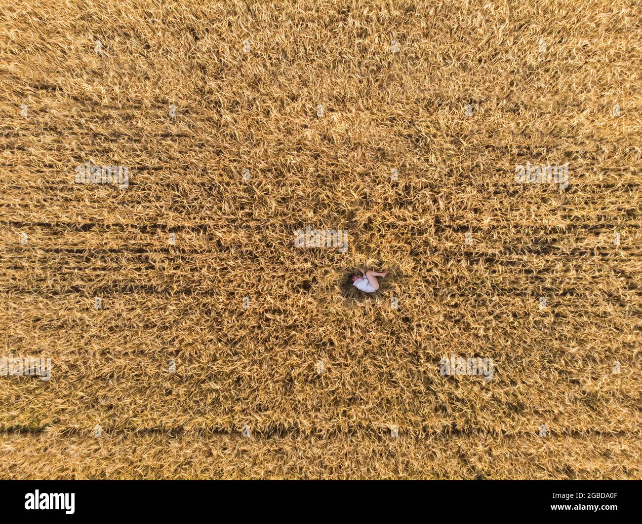 Aerial view of woman lying in the yellow field of wheat Stock Photo - Alamy