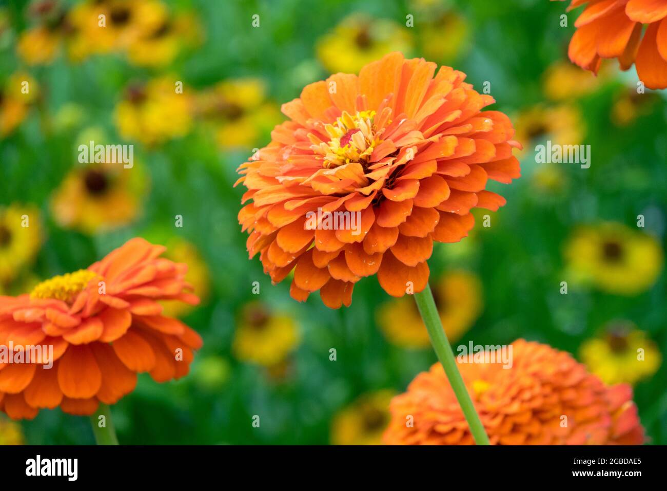 Orange Zinnia flower in flower bed Stock Photo