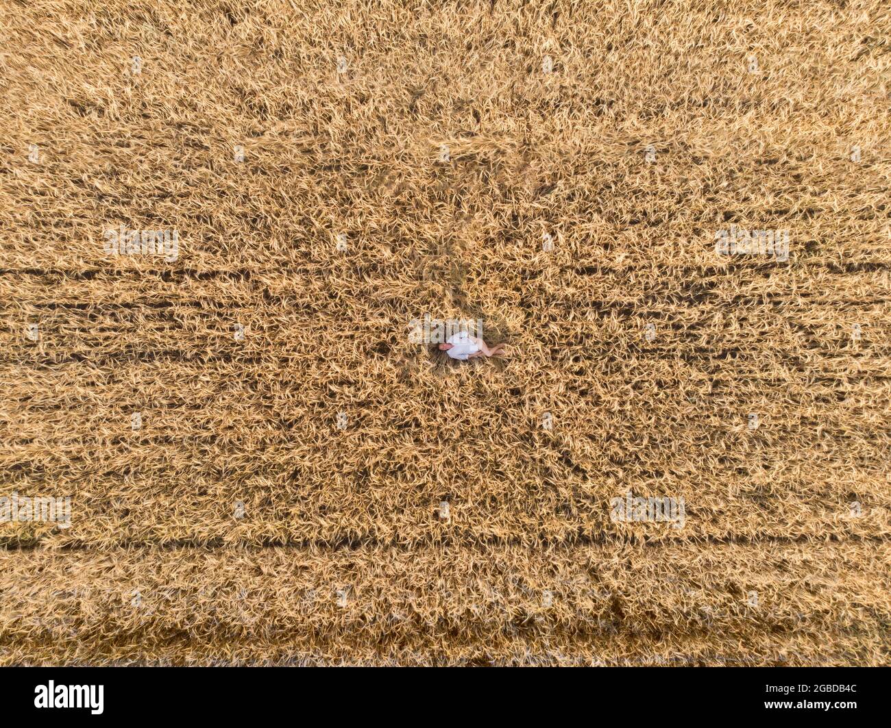 Aerial view of woman lying in the yellow field of wheat Stock Photo - Alamy
