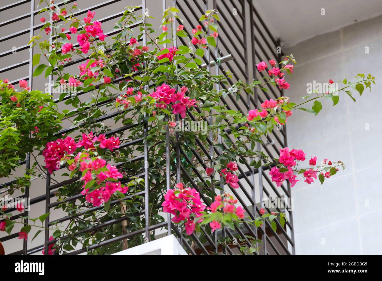 Flowers on a balcony of an apartment, Dhaka, Bangladesh Stock Photo