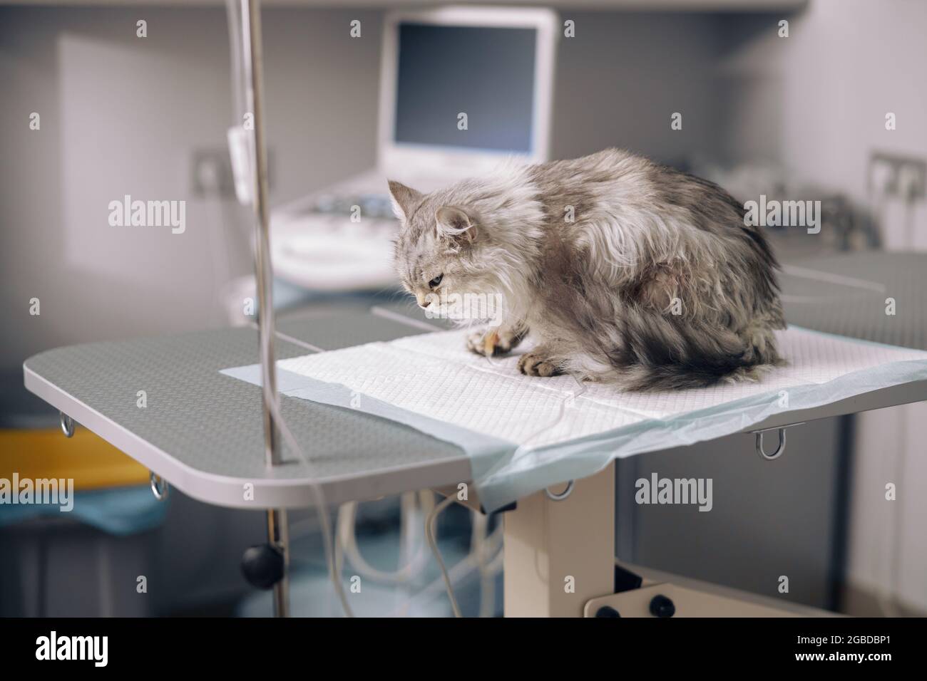 Sad cat on intravenous infusion sits on table in veterinary hospital Stock Photo