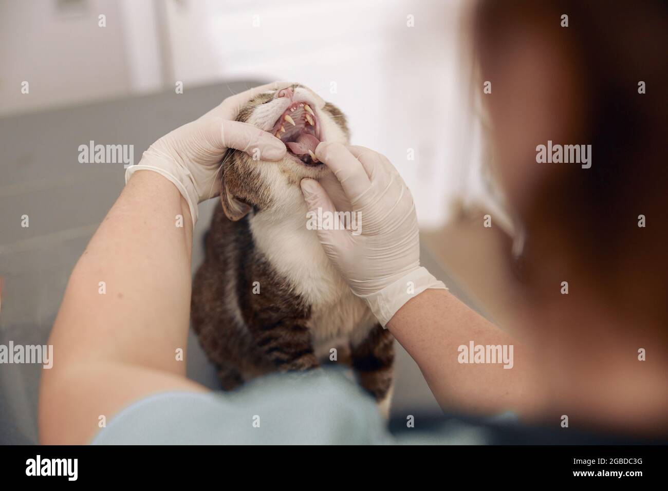 Veterinarian in latex gloves opens mouth to examine oral cavity of cat in clinic Stock Photo