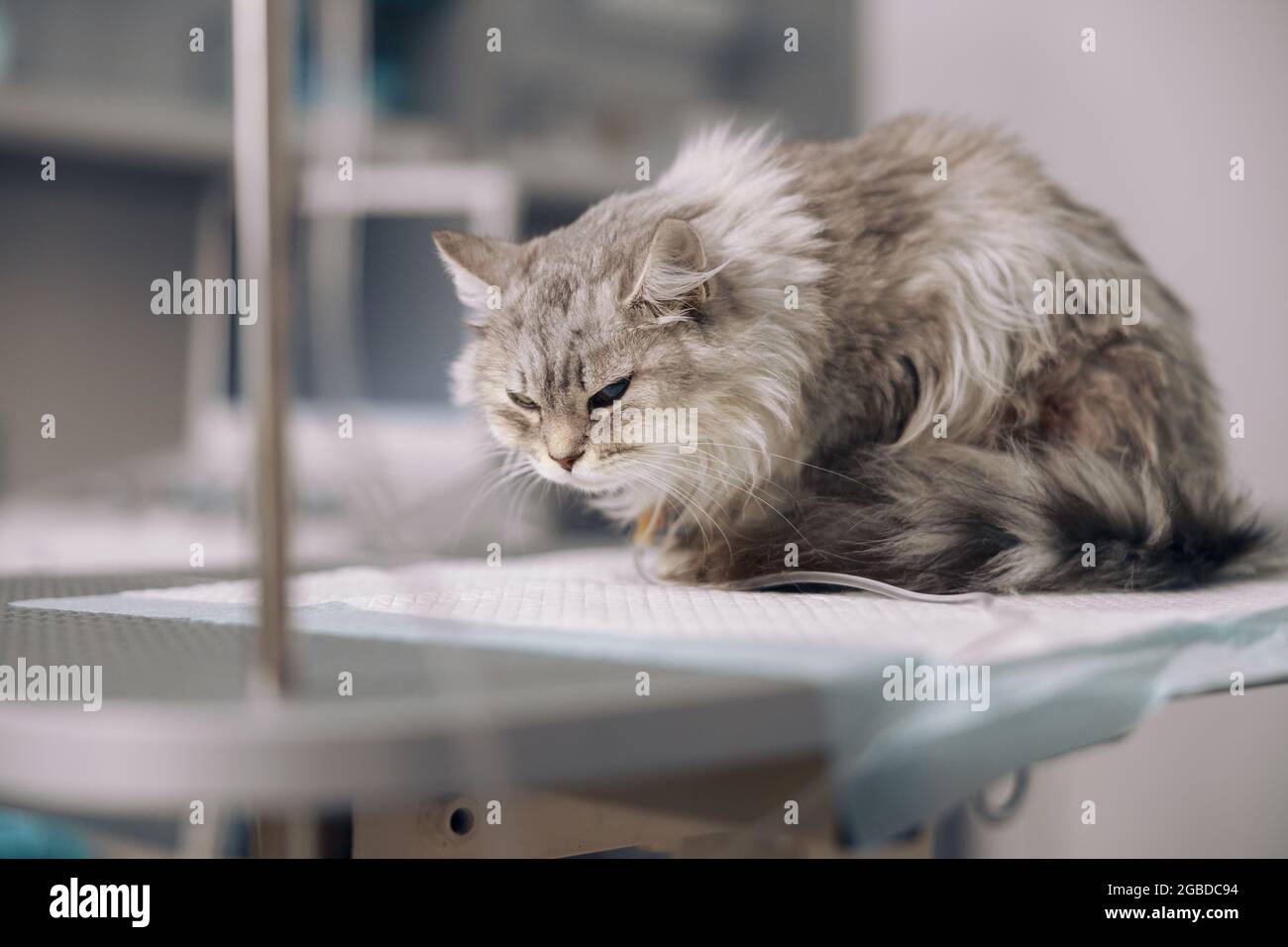 Grey cat on intravenous infusion suffers from pain on table Stock Photo