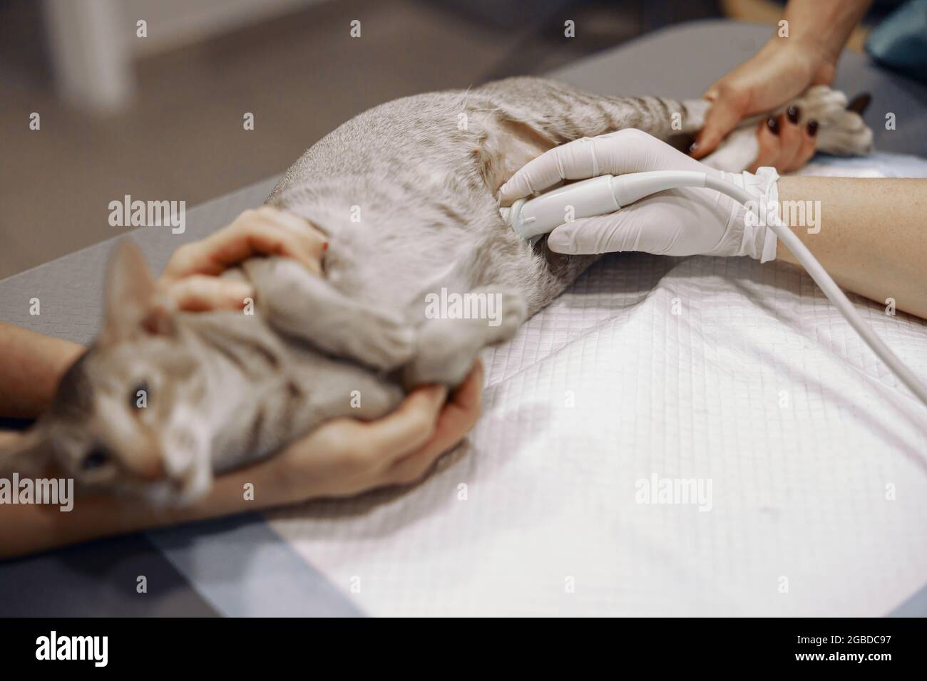 Veterinarian with assistant perform ultrasound investigation to grey cat in hospital Stock Photo