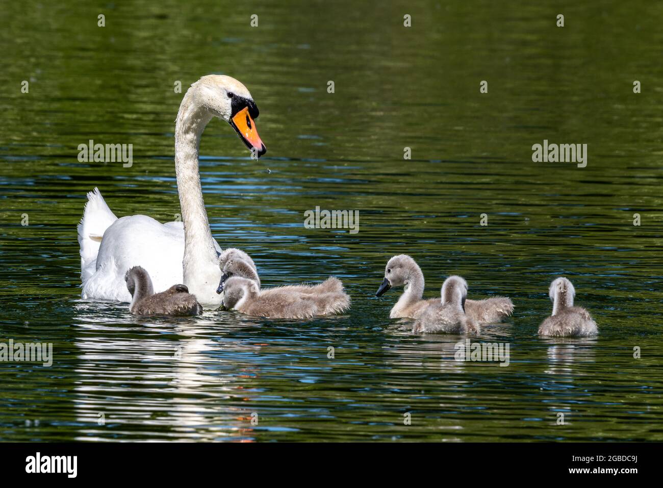 Mute swan family. Mother with babies. Cygnus olor is a species of swan and a member of the