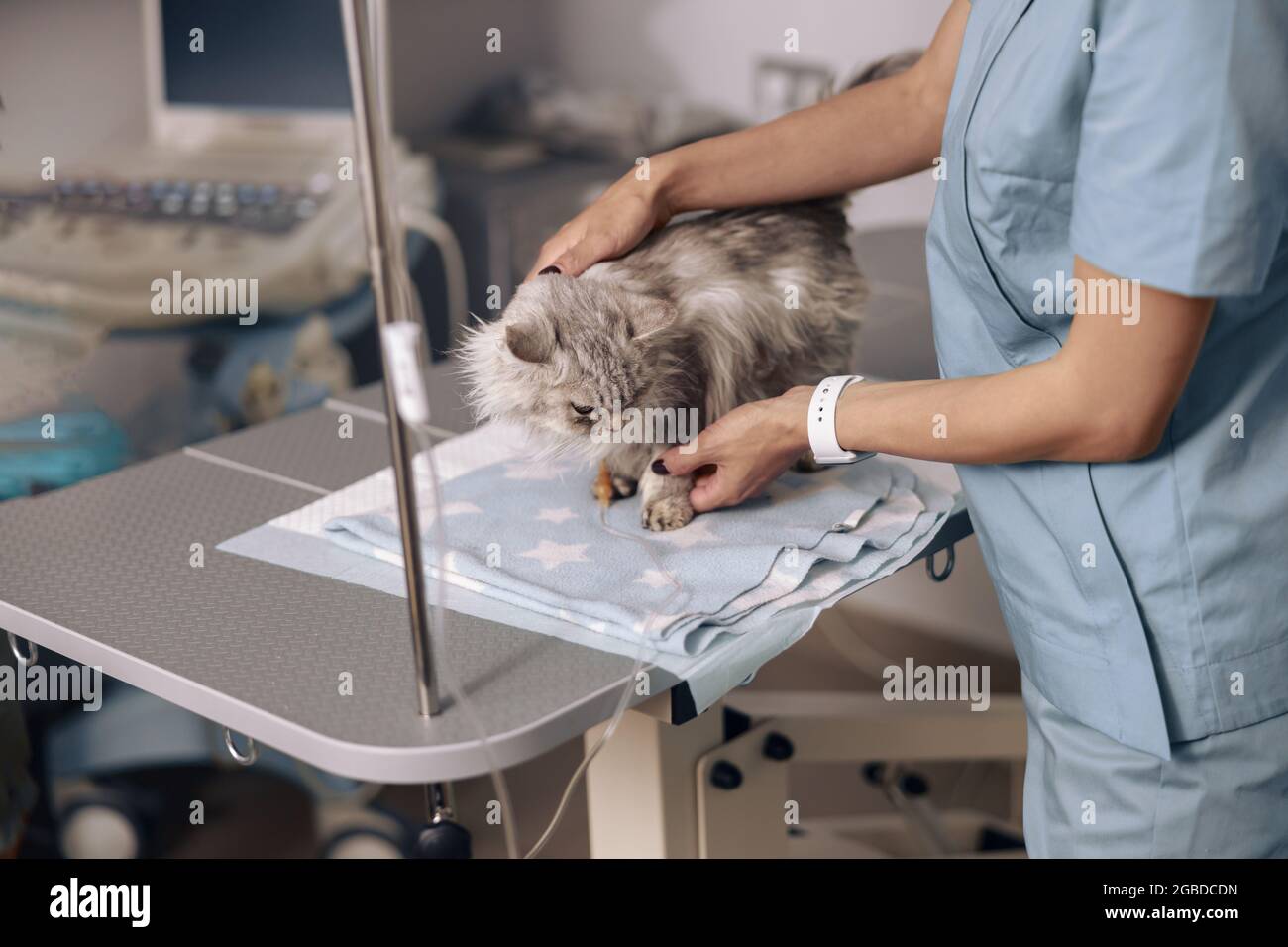 Professional veterinarian examines fluffy grey cat at intravenous infusion in clinic office Stock Photo