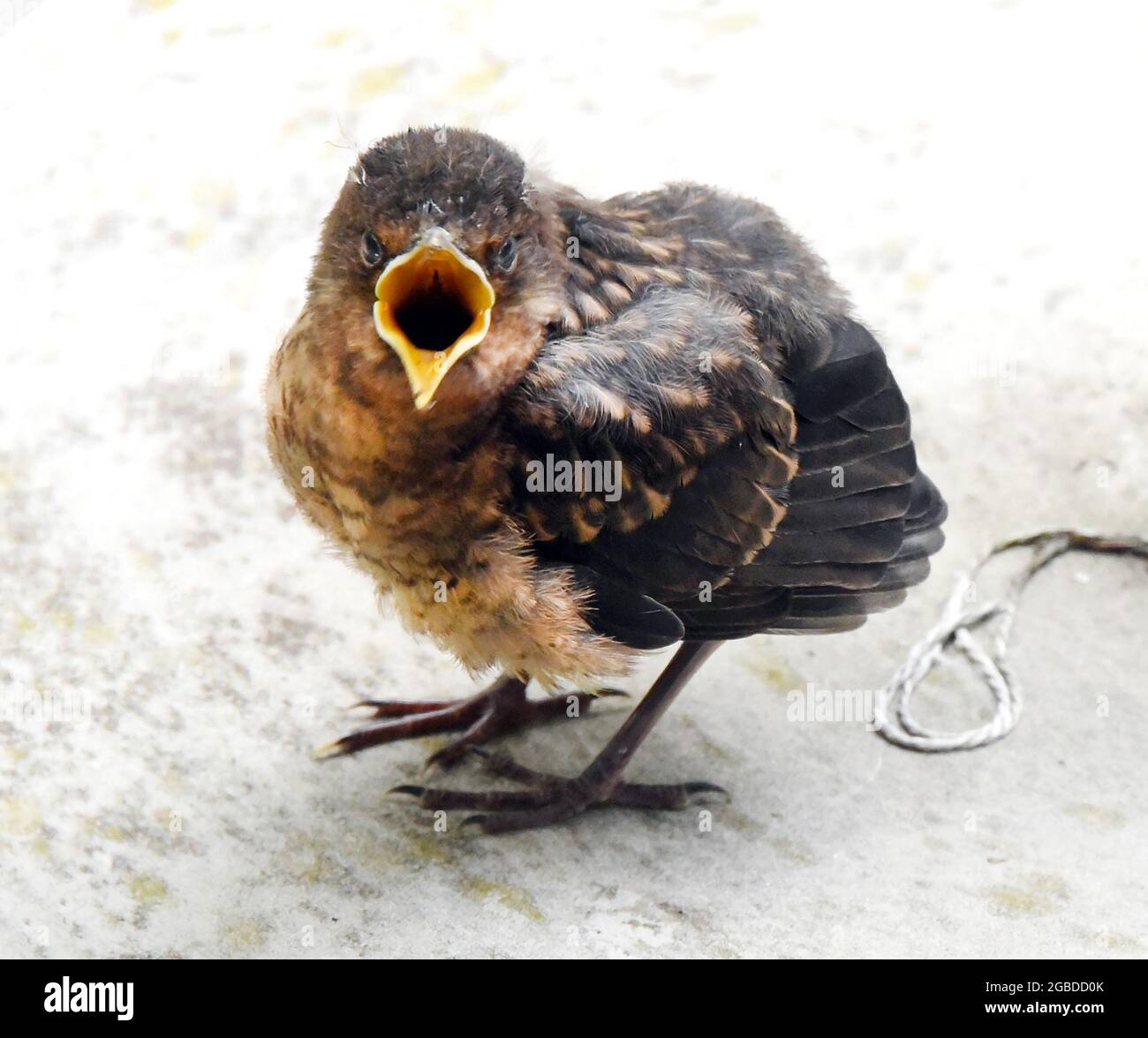 Leipzig, Germany. 22nd July, 2021. A young cuckoo sits in a garden and shows by opening its beak that it wants to be fed. Cuckoos lay their eggs in the nests of other birds. They are brood parasites, the involuntary foster parents are called host birds. They leave the nest after about two weeks and are already independent after three to four weeks. Credit: Waltraud Grubitzsch/dpa-Zentralbild/ZB/dpa/Alamy Live News Stock Photo