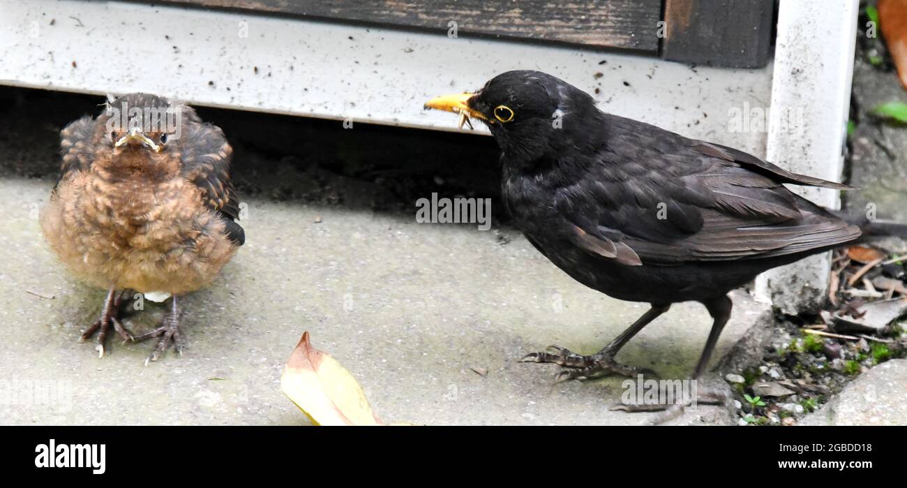 Leipzig, Germany. 22nd July, 2021. A young cuckoo sits next to a male blackbird, who is probably the foster father, in a garden. Cuckoos lay their eggs in the nests of other birds. They are brood parasites, and the unwilling foster parents are called host birds. The young cuckoos leave the nest after about two weeks and are independent after three to four weeks. Credit: Waltraud Grubitzsch/dpa-Zentralbild/ZB/dpa/Alamy Live News Stock Photo