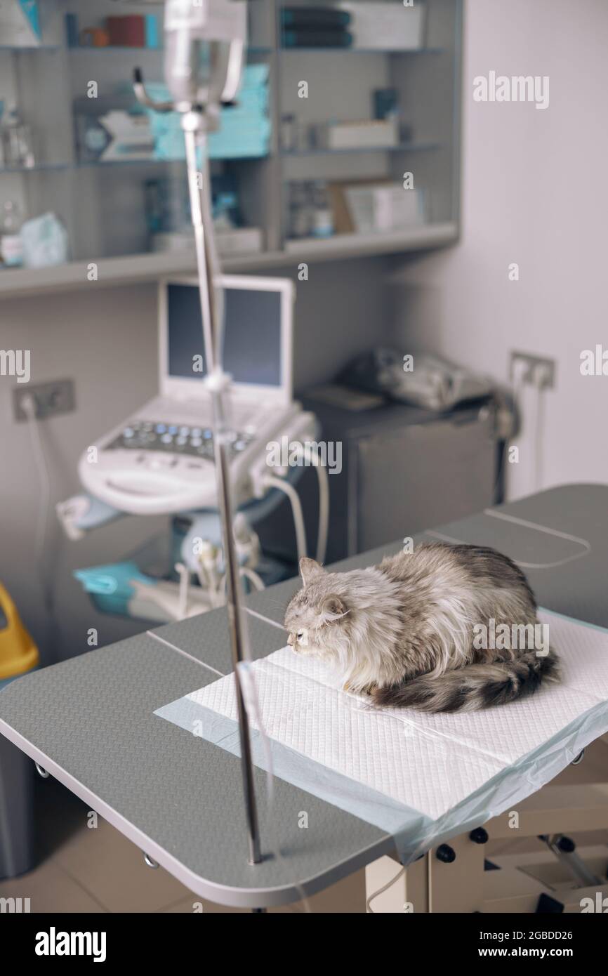 Upset cat on intravenous infusion sits on bad covered with disposable underpad Stock Photo