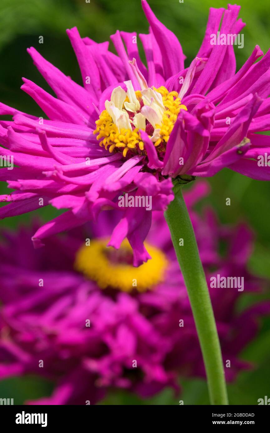 Purple violet Zinnia elegans cactus Zinnias flower Stock Photo