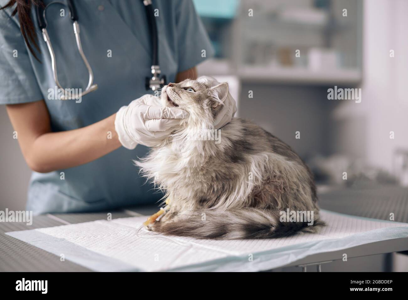 Veterinarian in latex gloves examines cat on table in hospital Stock Photo
