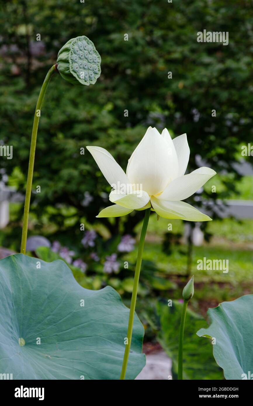 lotus, white cultivated flower, green seed pod, large green leaf, nature, garden, symbolic, PA, Pennsylvania, USA, PR Stock Photo