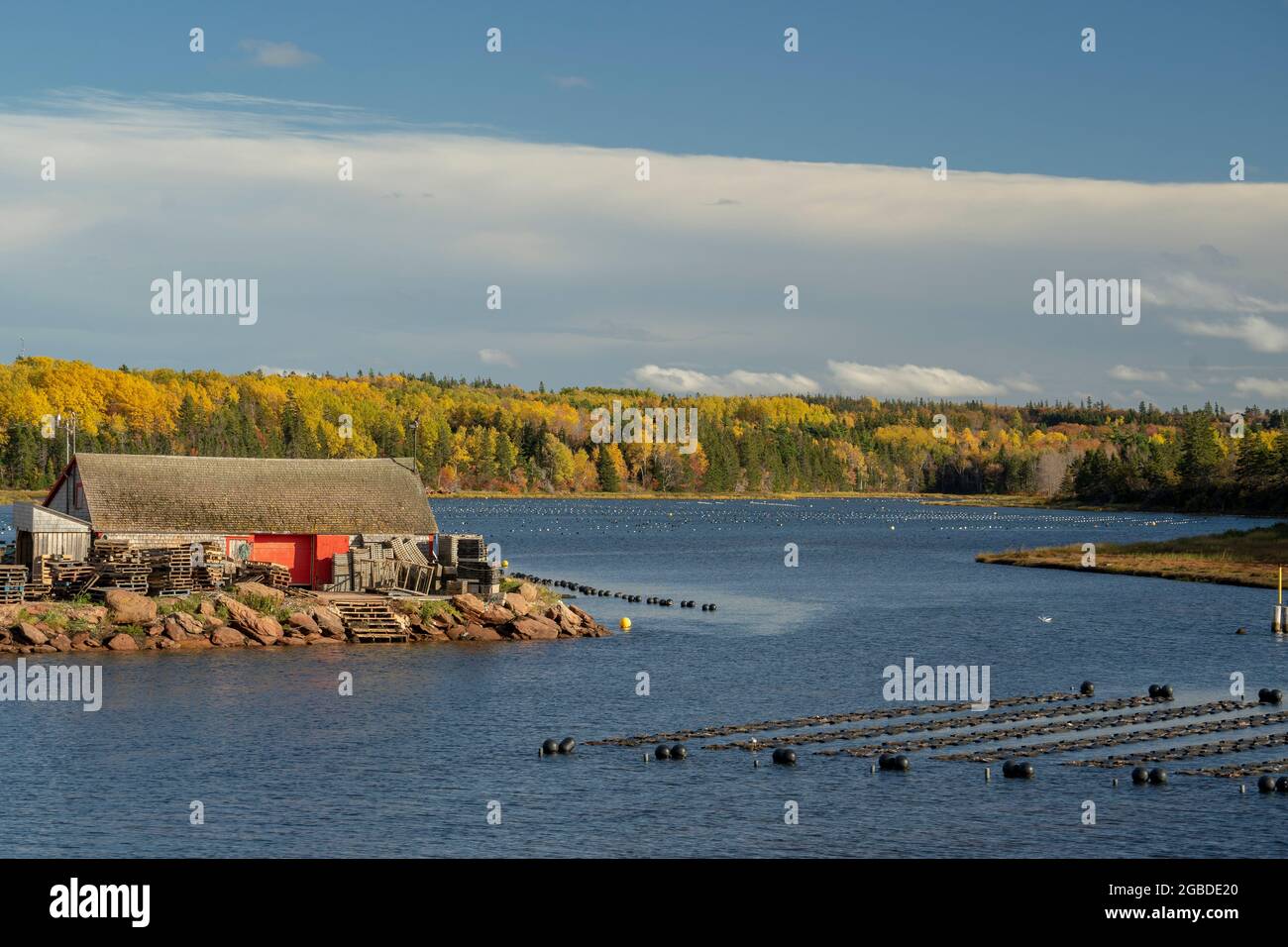 Fields of aquatic grown mussels in the coves along the shores of Prince Edward, Canada. Stock Photo