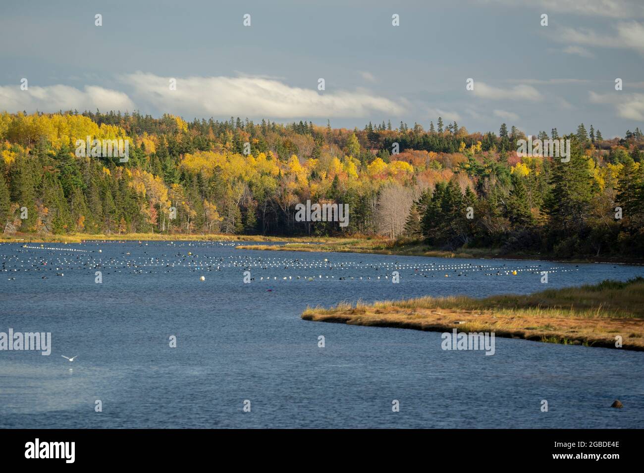 Fields of aquatic grown mussels in the coves along the shores of Prince Edward, Canada. Stock Photo
